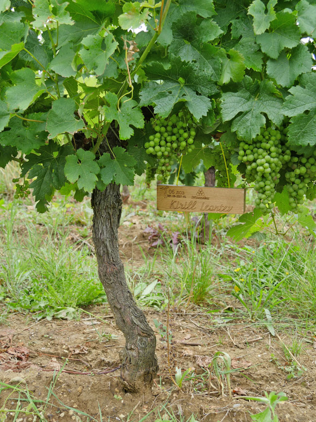 Виноградник на урожай